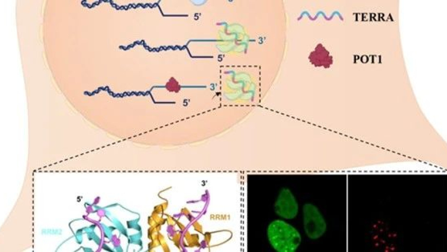 JMCB团队揭示衰老进程中hnRNPA与TERRA的相互作用机制，揭示了端粒稳定性的关键环节：端粒加帽过程

研究揭示：JMCB团队发现并解析了衰老过程中hnRNPA和TERRA的协同调控机制，并揭示了端粒稳定性的关键环节