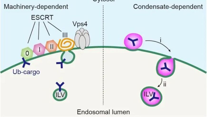 清华大学团队揭示新的生物分子凝胶结构及其作用机理