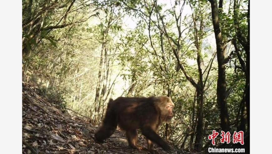 安徽歙县发现罕见野生藏酋猴群，数量超百只