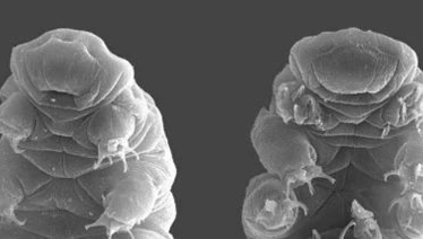 1. 中国科学家揭示水熊虫如何抵挡核辐射
2. 剧烈运动降低食欲？科学告诉你真相
3. 全球科学新闻：中国科研人员发现了水熊虫的防辐射秘诀
4. 科学发现：水熊虫不怕核辐射，对人类有启示意义