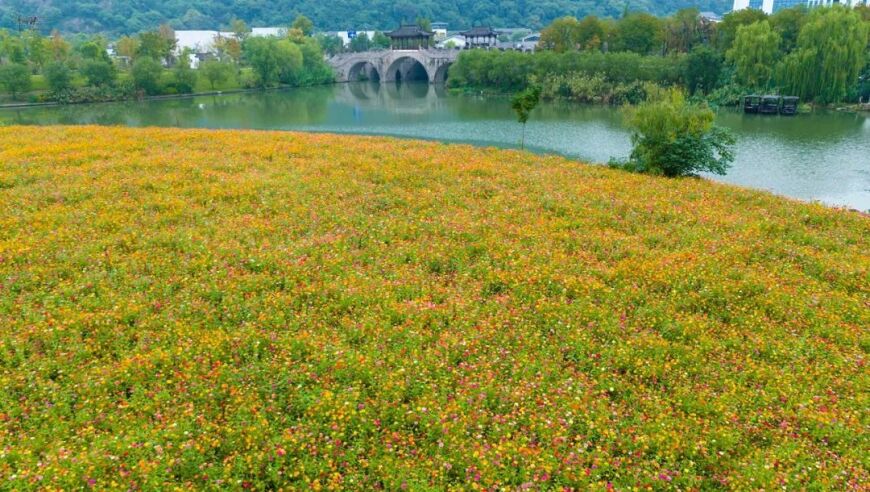 金秋时节，云蒸霞蔚的湘湖美景引人流连忘返，独特的千亩花田色彩斑斓，让游客流连忘返，氛围宜人