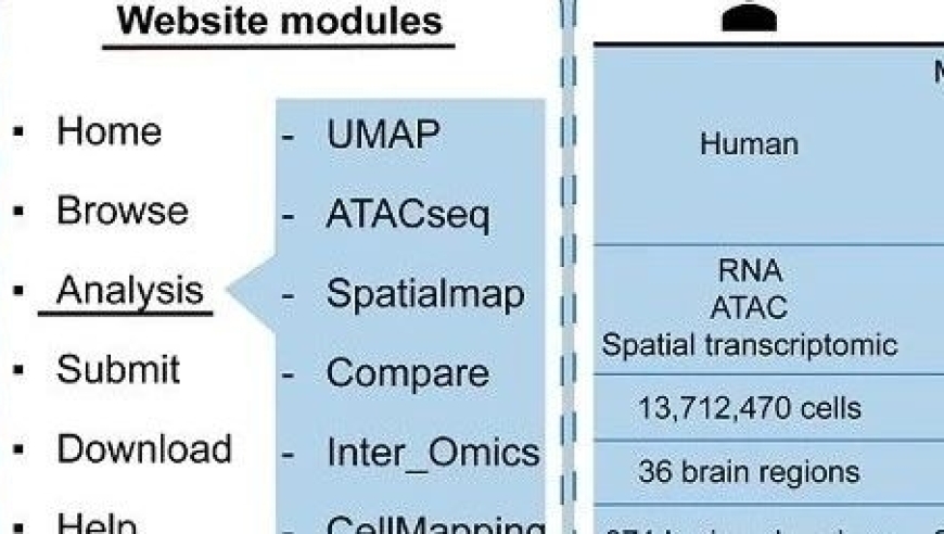 中国科学院生物物理研究所王晓群与何顺民团队成功构建全球首个人类和非人灵长类脑多组学时空数据库：MAPbrain