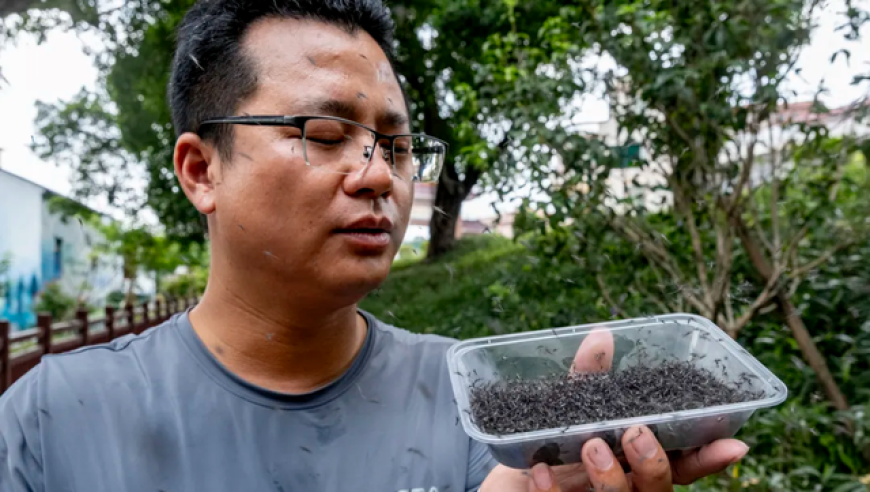 广州一乡村借助蚊虫防治策略成功降低登革热发病率，一年内共释放30万只蚊子

30万只蚊子出击！广州市一乡村成功应对登革热威胁，通过独特蚊虫防控策略降低疫情发生率

广寒村精准防蚊：一年内共释放30万只蚊子以期有效控制登革热病例

让30万只蚊子向世界宣战！广州一乡村采用独特蚊虫防治方法成功抵御登革热，助力防疫工作