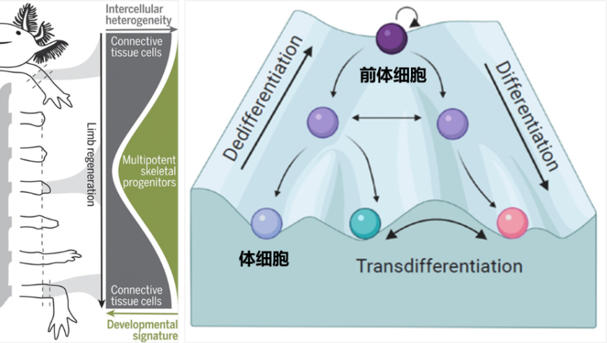 邓宏魁团队成功利用化学重编程技术诱导人体细胞去分化制备可大规模扩增的人胚胎肢芽样细胞，显著拓宽了人类疾病的治疗和再生医学领域