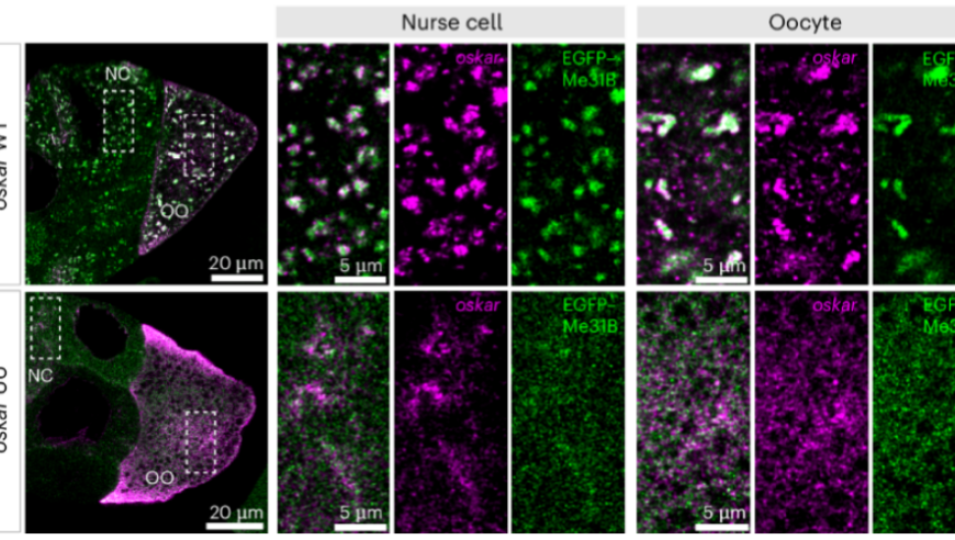 RNA-RNA相互作用调控果蝇OSkar mRNA颗粒组装及营养应激响应：科学揭示的关键领域