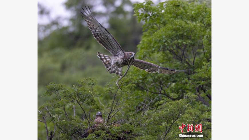 内蒙古草原长趾雕繁殖育雏珍贵影像，让您领略大自然的奇迹