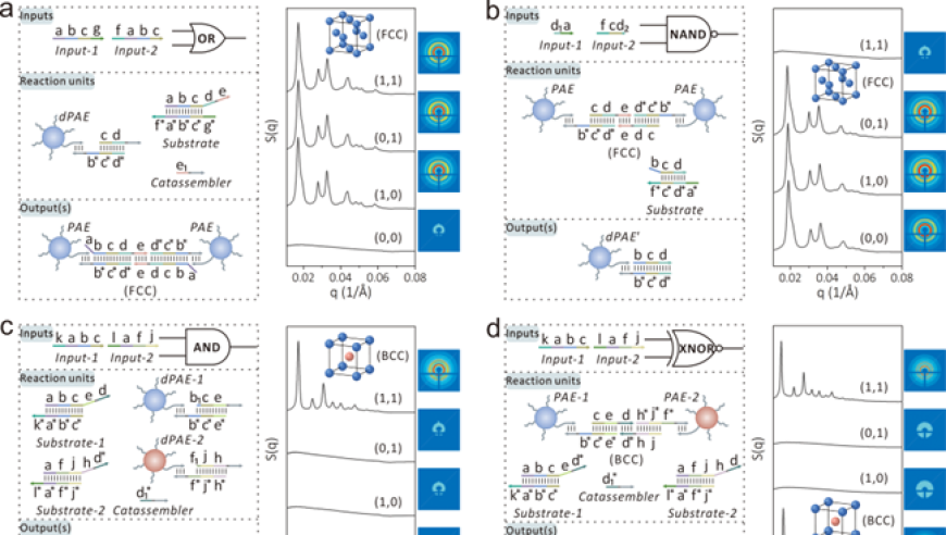 中国科大邓兆祥/姚东宝团队JACS：DNA逻辑运算在可编程纳米超晶体构筑中的应用与突破