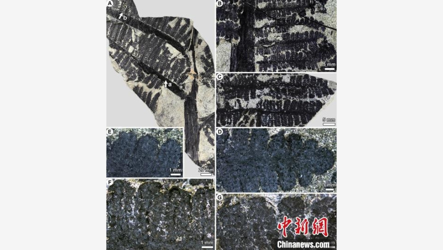 云南又发现一种新的莲座蕨类植物，深度解析其生长环境与生态价值