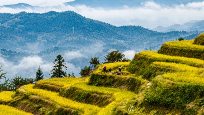 湖南紫鹊界的农文旅融合: 雅致的田园牧歌，诗意的生活之地