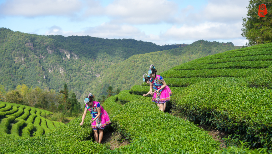 温州泰顺：采茶舞曲之源，独特风光孕育优质茶叶