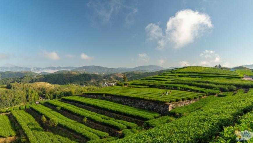 《采茶舞曲》的诞生地：中国醉美茶园的沉浸式采摘旅游体验基地