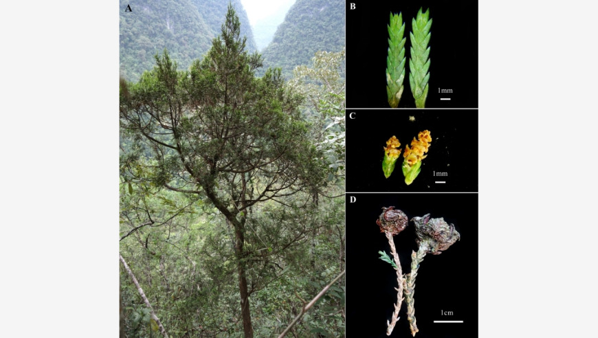 广西喀斯特地貌区发现全新物种：广西黄金柏