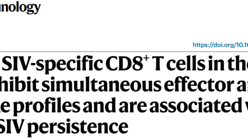 淋巴结SIV反应：兼有效应和干性SIV特异性TOX+TCF1+CD39+CD8+T细胞的免疫反应研究进展