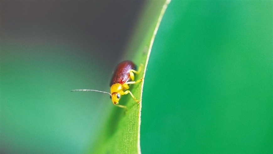 五指山：雨林里的微观生物世界——一个独特的世界观探索