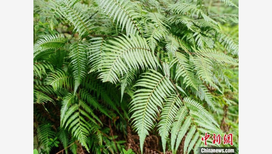 桂林：湿地生态保护与珍稀植物共奏和谐乐章