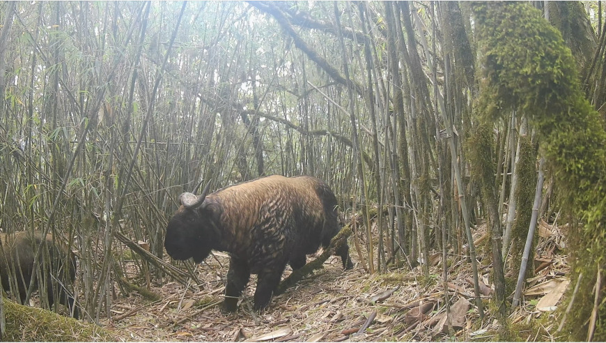 云南腾冲：多头一级保护动物贡山羚牛成功“打卡”高黎贡山西坡