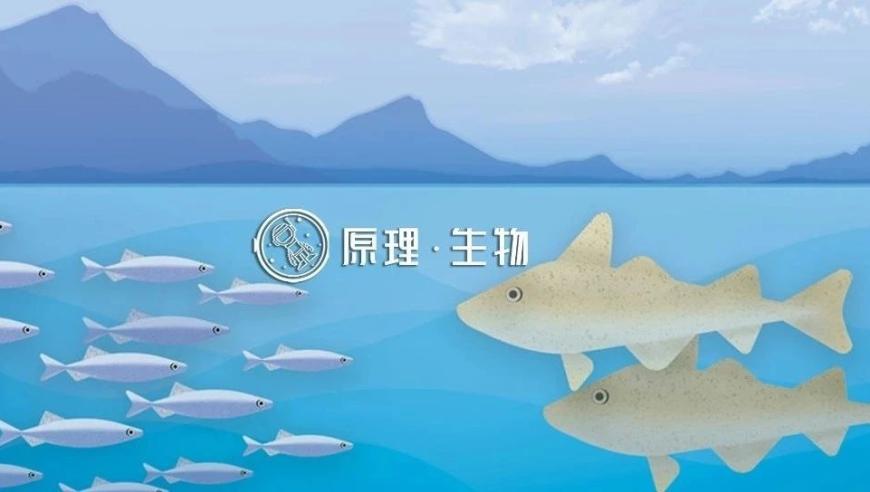 捕食史上的惊人巨兽：新发现的最大海洋捕食者——最大已知的蓝鲸