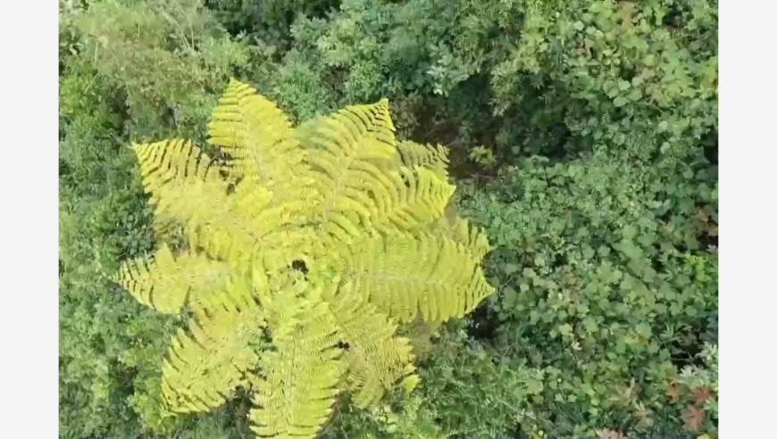 滇西北山区发现多种珍稀植物，刷新其分布海拔上限