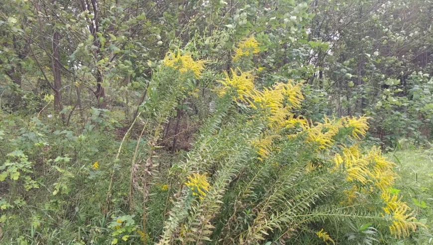 加拿大一枝黄花首次侵入武汉被发现，专家建议先清除后处理