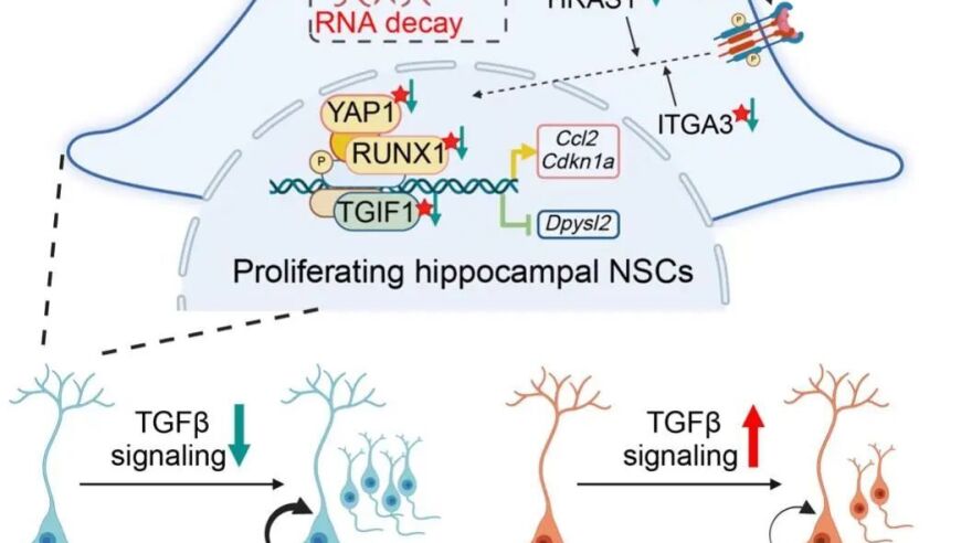 Cell Stem Cell丨宋洪军/明国莉团队报道出生后早期海马NSC发育的表观转录调控新机制