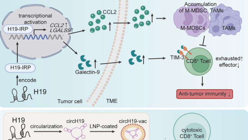 细胞子刊： 张弩团队研发 circRNA 疫苗，破解 lncRNA 来源蛋白治疗脑肿瘤难题