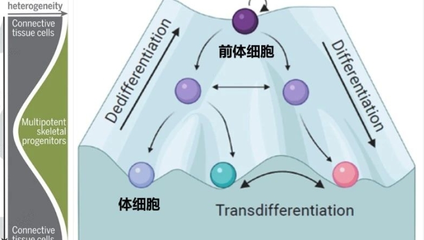 邓宏魁团队cell Stem Cell诱导人类细胞去分化并大规模扩增人胚胎肢芽样细胞: 《邓宏魁团队的最新研究揭示了如何通过诱导细胞分化来生产可移植的克隆组织》