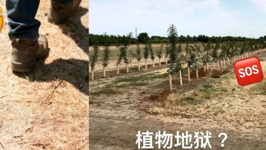 为什么这座果园会故意虐杀植物？探究其中的残忍动机