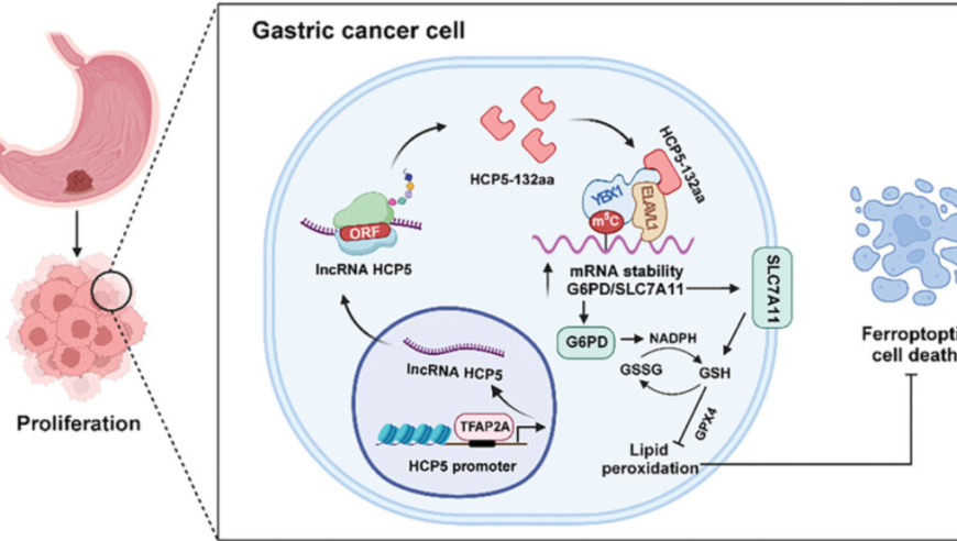 南医大刘向华、孙明团队揭示LncRNA编码的微蛋白通过调控铁死亡促进胃癌进展的新机制