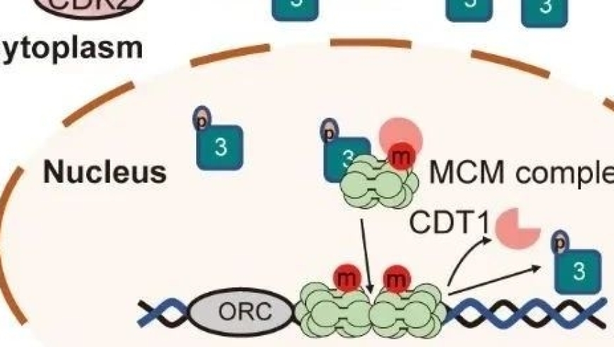 杜海宁团队揭示 SETD3 在 DNA 复制起始中的关键作用机制