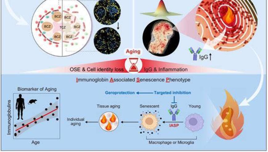新一代科研揭示：免疫球蛋白在炎症驱动的衰老过程中发挥关键作用