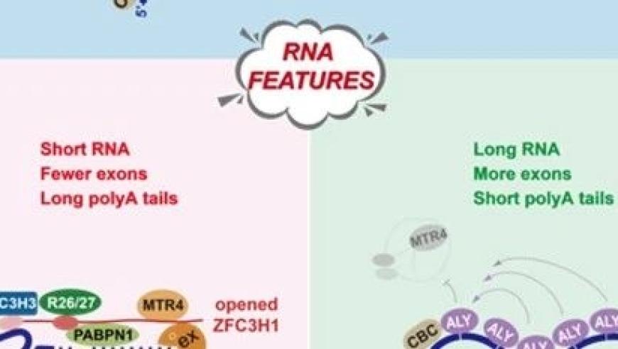 华大基因周宇教授团队解析：调控RNA命运的关键在于核中RNA动态变化