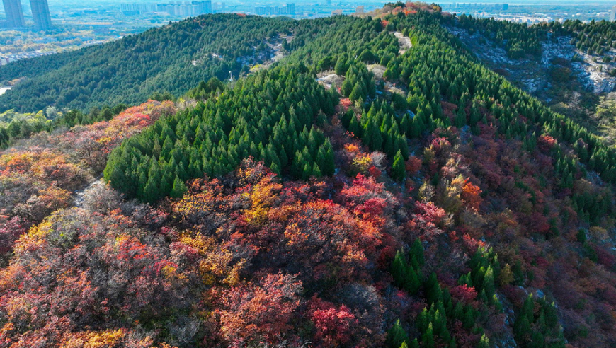 深秋红叶映霜天，广袤绿野尽显因耐旱特性的景色