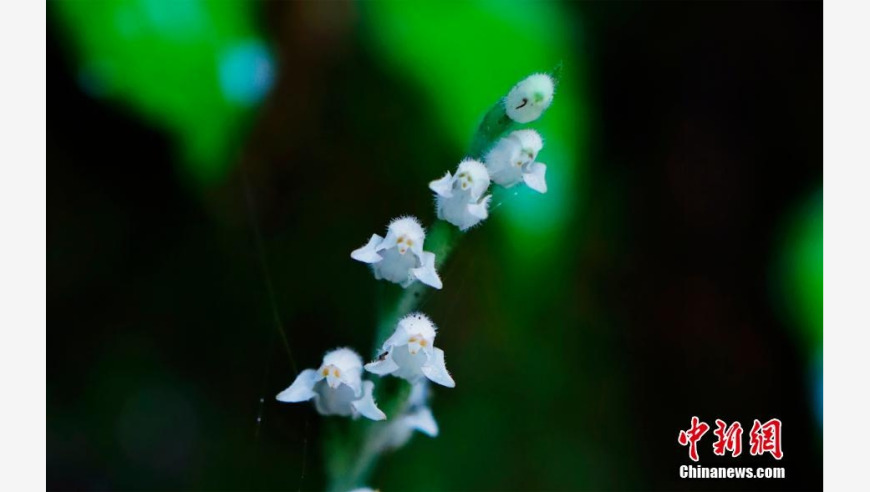 云南龙陵盛开的美丽神奇植物——只有一毫米的种子，却拥有无尽的生命力