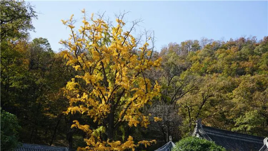 秋日秦岭金黄色古寺景色绝佳，静享古韵悠悠