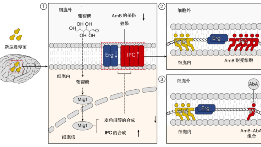 崭新的治疗方案：从耐药到治愈，新型隐球菌疾病对抗策略展示