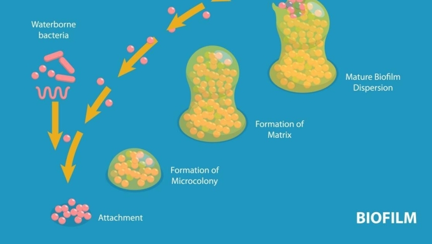 微生物传播的新途径：群体感应与抗生素耐药性共生关系的揭示