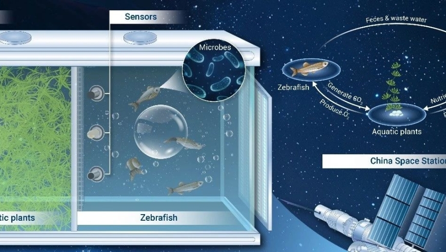 中国空间站：斑马鱼在长期闭合环境中的生存挑战与突破