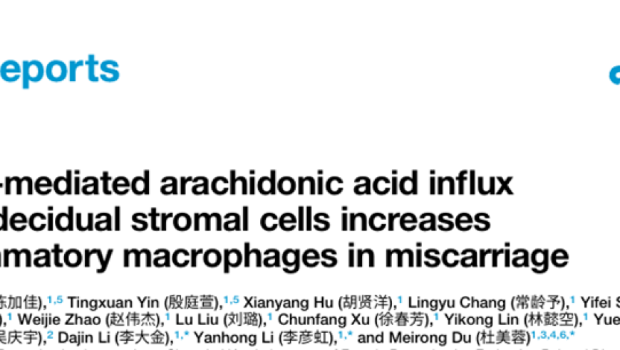 杜美蓉团队揭示：细胞报告揭示在早期妊娠失败中，CD36介导的蜕膜基质细胞与巨噬细胞的脂质交流的关键机制