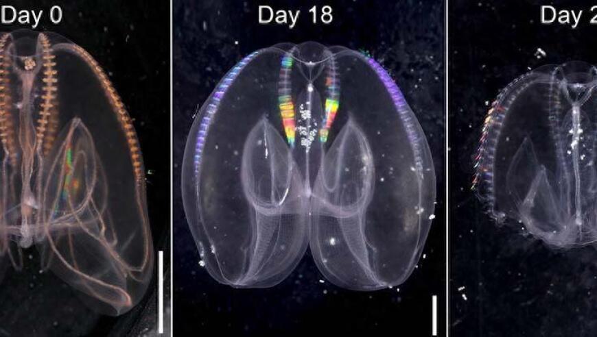 科学研究揭示：栉水母能逆衰老，展示惊人生命力与适应性