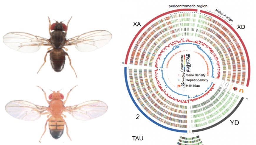 浙江大学周琦研究团队揭示果蝇的ENCODE染色质修饰在发育演化过程中的关键作用和动态变化分析