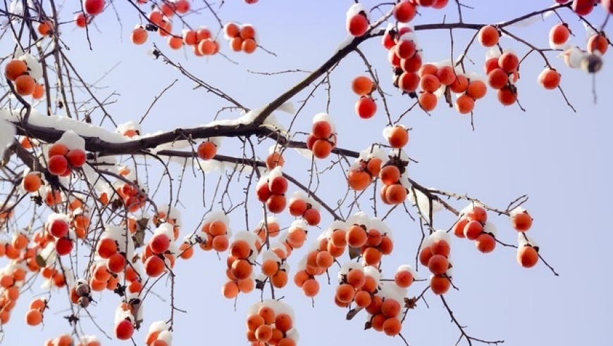 今日立冬：晴天好还是下雨好？今年天气如何预报？谚语预示着什么？