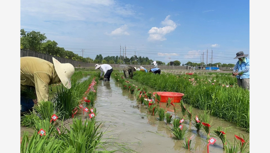 中国科学家揭示植物免疫机制的新解码