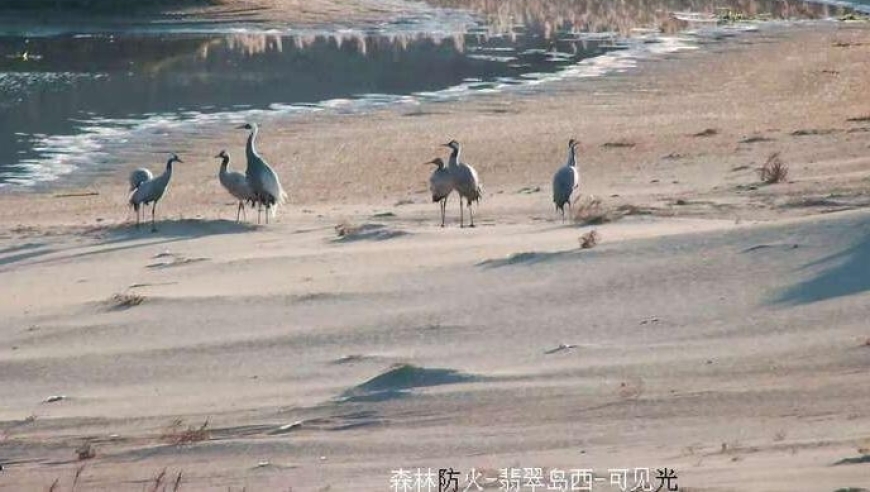 《丹顶鹤新迁：河北翡翠岛海岸沙丘的神秘奇遇》