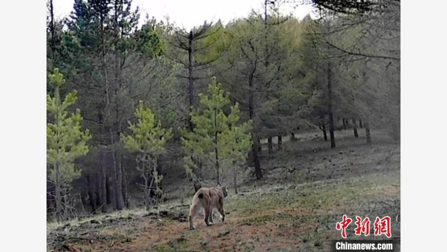 塞罕坝机械林场内惊喜发现国家二级保护动物猞猁，这是一次生态探险的震撼之旅