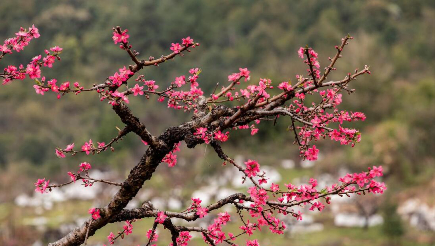 百年难得一见的春节：2025年为双春年，一年有两个春，有何讲究？