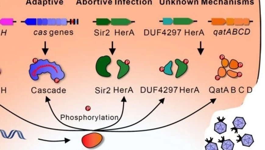 陈实团队揭示噬菌体编码的激酶逃脱细菌多重防御机制，革新微生物学研究领域