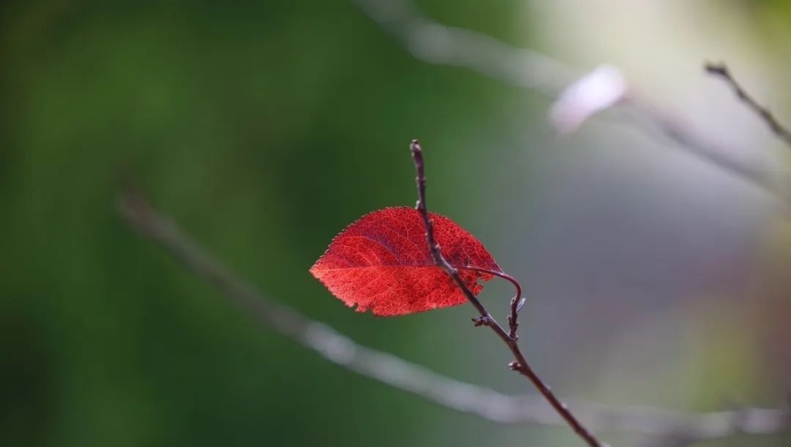 恰到好处的冷淡：人与人之间最舒适、长久的关系