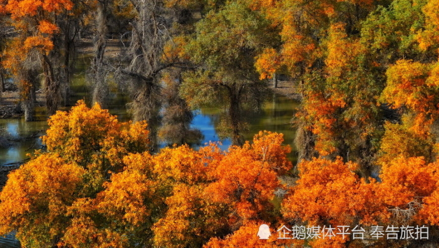 金色胡杨与蓝天映衬下的塔里木沙漠景色——独特风光的视觉盛宴