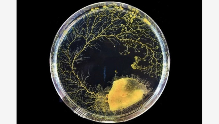 年轻人喜欢的「黏菌」科普：神秘食物背后的世界