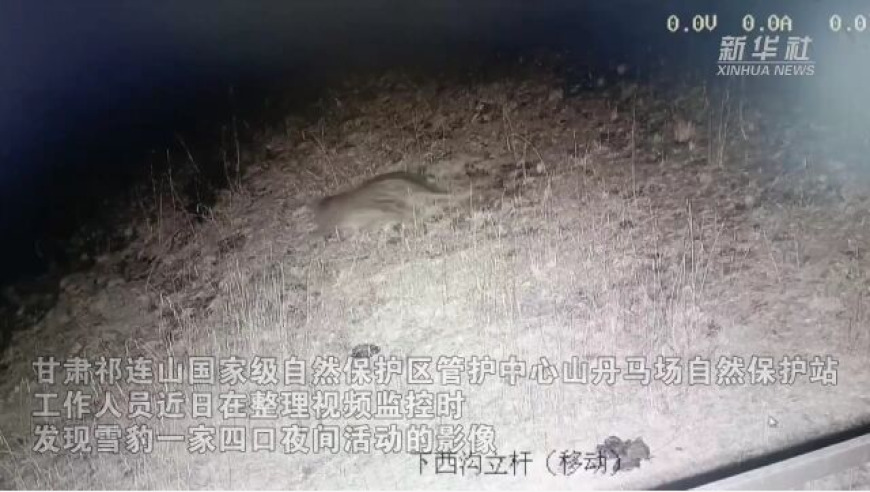 雪豹家族夜间巡游，揭秘祁连山区神秘动物世界